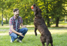 canine listening skills development Phoenix