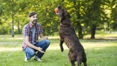 canine listening skills development Phoenix